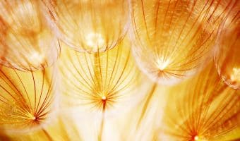 Angebot IFS-innere Vielfalt befrieden-Pusteblume