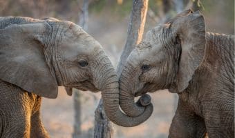 Angebot SATe-Bindungsverletzungen heilen-Elefanten im Kontakt