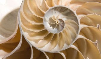 Angebot SE-Somatic Experiencing-Stress und Trauma behutsam lösen-Nautilusmuschel