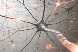 Nervenzelle-die Neurobiologie von Stress und Trauma