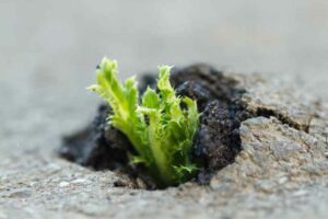 Pflanze wächst durch Asphalt - verschiedene Arten von Trauma erkennen